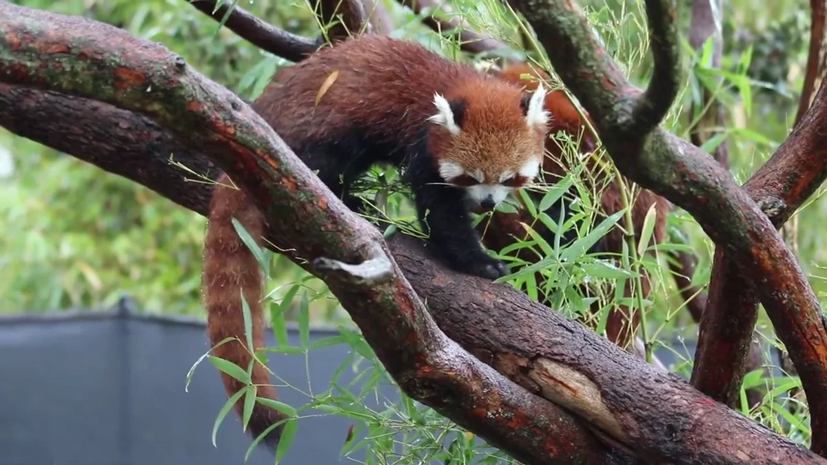 Captive red panda eating bamboo at Symbio Wildlife Park